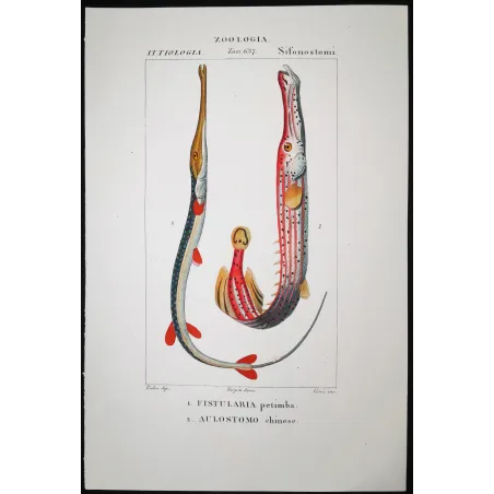Antique Marine Engraving – Pierre Antoine Prêtre – Red Cornetfis, Chinese Trumpetfish