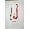 Red Cornetfis, Chinese Trumpetfish (*Fistularia petimba, Aulostomus chinensis*) Original engraving by Prêtre, Antique Print