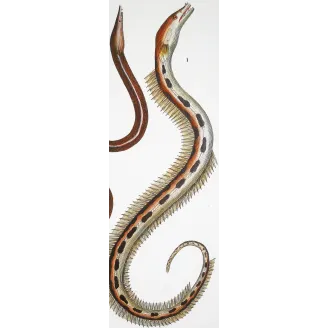 Antique Marine Engraving – Pierre Antoine Prêtre – Serpent Eel, Blind Eel