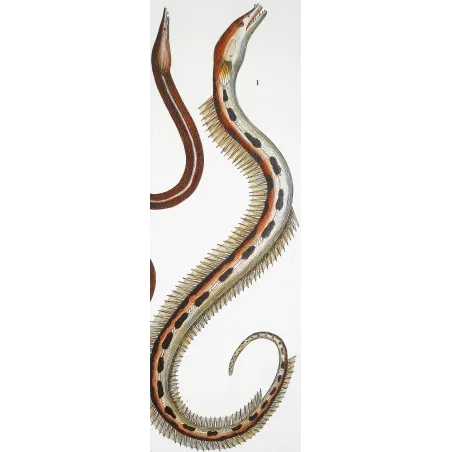 Antique Marine Engraving – Pierre Antoine Prêtre – Serpent Eel, Blind Eel