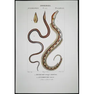 Antique Marine Engraving – Pierre Antoine Prêtre – Serpent Eel, Blind Eel