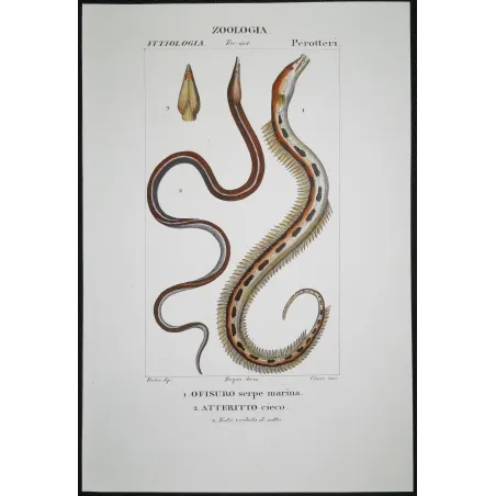 Antique Marine Engraving – Pierre Antoine Prêtre – Serpent Eel, Blind Eel