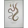 Serpent Eel, Blind Eel (*Ophisurus serpemarina, Atteritto cieco*)  Original hand-colored engraving by Prêtre, Antique Print