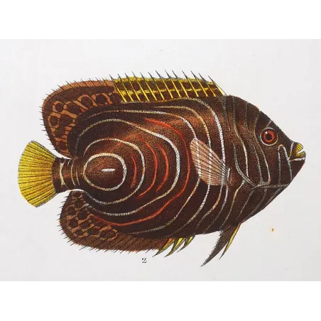 Antique Marine Engraving – Pierre Antoine Prêtre – John Dory, Geometric Angelfish