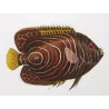 John Dory, Geometric Angelfish (*Zeus faber, Holacanthus geometricus*)  Original hand-colored Antique Print by P. A Prêtre
