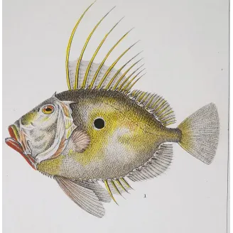 Antique Marine Engraving – Pierre Antoine Prêtre – John Dory, Geometric Angelfish