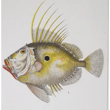 Antique Marine Engraving – Pierre Antoine Prêtre – John Dory, Geometric Angelfish