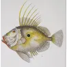 John Dory, Geometric Angelfish (*Zeus faber, Holacanthus geometricus*)  Original hand-colored Antique Print by P. A Prêtre