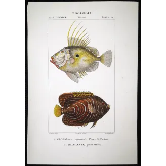 Antique Marine Engraving – Pierre Antoine Prêtre – John Dory, Geometric Angelfish