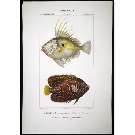 Antique Marine Engraving – Pierre Antoine Prêtre – John Dory, Geometric Angelfish