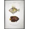John Dory, Geometric Angelfish (*Zeus faber, Holacanthus geometricus*)  Original hand-colored Antique Print by P. A Prêtre