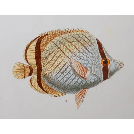 Antique Marine Engraving – Pierre Antoine Prêtre – Longnose Butterflyfish, Vagabond Butterflyfish
