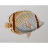 Longnose Butterflyfish, Vagabond Butterflyfish (*Chelmon rostratus, Chaetodon vagabundus*)  Original hand-color Antique Print