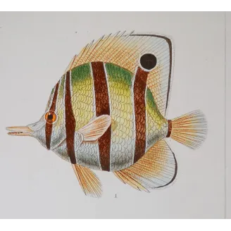 Antique Marine Engraving – Pierre Antoine Prêtre – Longnose Butterflyfish, Vagabond Butterflyfish