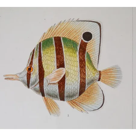 Antique Marine Engraving – Pierre Antoine Prêtre – Longnose Butterflyfish, Vagabond Butterflyfish