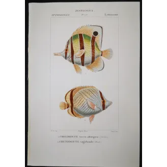 Antique Marine Engraving – Pierre Antoine Prêtre – Longnose Butterflyfish, Vagabond Butterflyfish