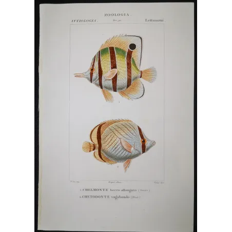 Antique Marine Engraving – Pierre Antoine Prêtre – Longnose Butterflyfish, Vagabond Butterflyfish