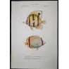 Longnose Butterflyfish, Vagabond Butterflyfish (*Chelmon rostratus, Chaetodon vagabundus*)  Original hand-color Antique Print