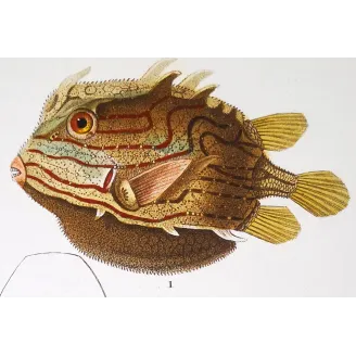 Antique Marine Engraving – Pierre Antoine Prêtre – Longhorn Cowfish, Yellow Boxfish
