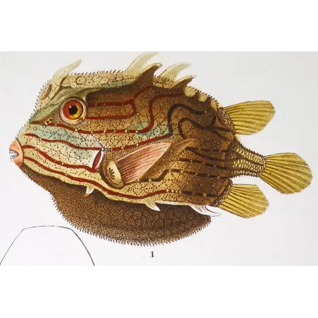 Antique Marine Engraving – Pierre Antoine Prêtre – Longhorn Cowfish, Yellow Boxfish