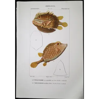 Antique Marine Engraving – Pierre Antoine Prêtre – Longhorn Cowfish, Yellow Boxfish