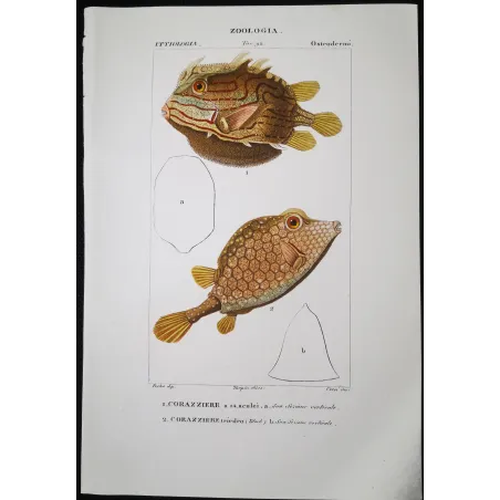 Antique Marine Engraving – Pierre Antoine Prêtre – Longhorn Cowfish, Yellow Boxfish