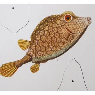Antique Marine Engraving – Pierre Antoine Prêtre – Longhorn Cowfish, Yellow Boxfish