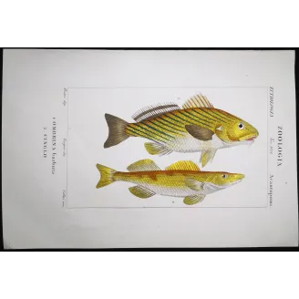 Antique Marine Engraving – Pierre Antoine Prêtre – Bearded Croake,r Cinglo