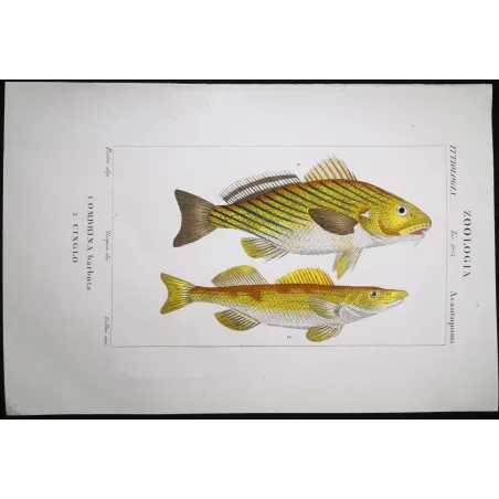Antique Marine Engraving – Pierre Antoine Prêtre – Bearded Croake,r Cinglo