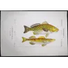 Bearded Croake,r Cinglo (*Umbrina cirrosa, Cinglo*)  Original hand-colored engraving by Pierre Antoine Prêtre, Antique Print