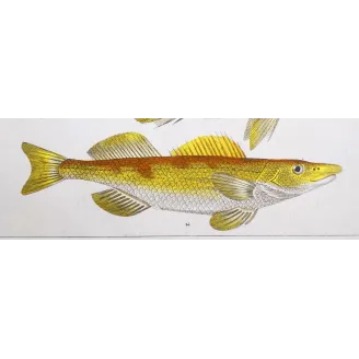 Antique Marine Engraving – Pierre Antoine Prêtre – Bearded Croake,r Cinglo