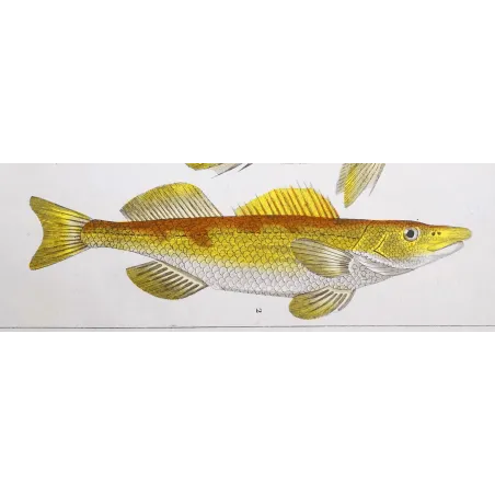 Antique Marine Engraving – Pierre Antoine Prêtre – Bearded Croake,r Cinglo