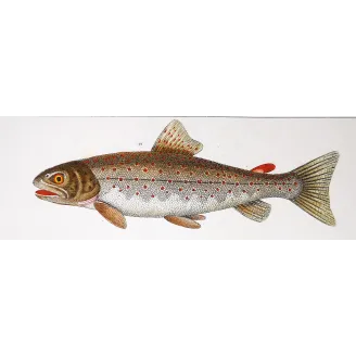 Antique Marine Engraving – Pierre Antoine Prêtre – Greater Argentine, Brown Trout