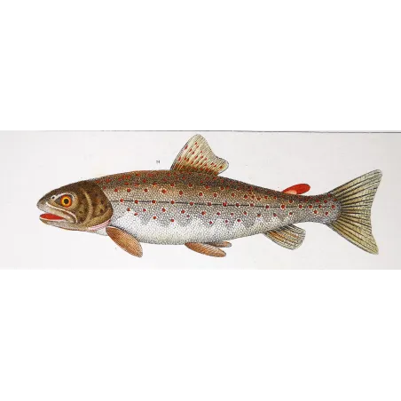 Antique Marine Engraving – Pierre Antoine Prêtre – Greater Argentine, Brown Trout
