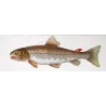 Greater Argentine, Brown Trout (*Argentina sphyraena, Salmo trutta*)  Original hand-colored engraving by Prêtre, Antique Print