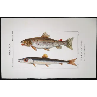 Antique Marine Engraving – Pierre Antoine Prêtre – Greater Argentine, Brown Trout