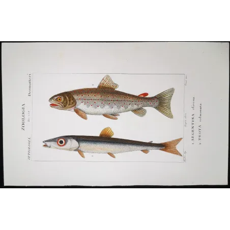 Antique Marine Engraving – Pierre Antoine Prêtre – Greater Argentine, Brown Trout