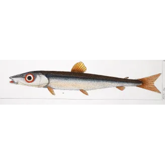 Antique Marine Engraving – Pierre Antoine Prêtre – Greater Argentine, Brown Trout