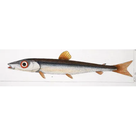 Antique Marine Engraving – Pierre Antoine Prêtre – Greater Argentine, Brown Trout