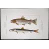 Greater Argentine, Brown Trout (*Argentina sphyraena, Salmo trutta*)  Original hand-colored engraving by Prêtre, Antique Print