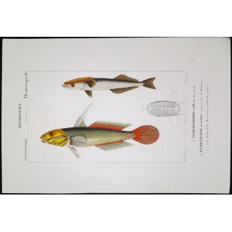Antique Marine Engraving – Pierre Antoine Prêtre – Clingfish, Remora