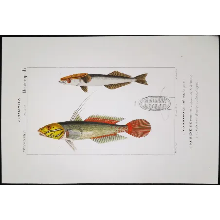 Antique Marine Engraving – Pierre Antoine Prêtre – Clingfish, Remora