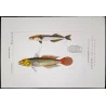 Clingfish, Remora (*Gobiesox sp., Echeneis remora*)  Original hand-colored engraving by Pierre Antoine Prêtre, Antique Print