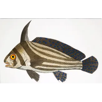 Antique Marine Engraving – Pierre Antoine Prêtre – Cavalierfish  Cavalierfish sp.  Engraving by Pierre Antoine Pretre