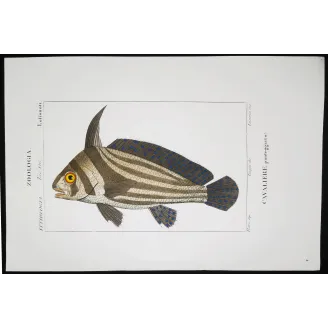 Antique Marine Engraving – Pierre Antoine Prêtre – Cavalierfish  Cavalierfish sp.  Engraving by Pierre Antoine Pretre