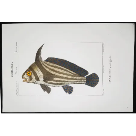 Antique Marine Engraving – Pierre Antoine Prêtre – Cavalierfish  Cavalierfish sp.  Engraving by Pierre Antoine Pretre