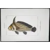 Cavalierfish  Cavalierfish sp.  Engraving by Pierre Antoine Pretre