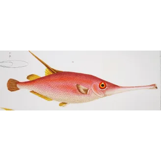 Antique Marine Engraving – Pierre Antoine Prêtre – Snipefish and Pipefish  Centriscus sp.  Engraving by Pierre Antoine Pretre