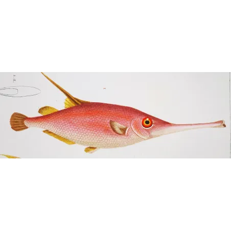 Antique Marine Engraving – Pierre Antoine Prêtre – Snipefish and Pipefish  Centriscus sp.  Engraving by Pierre Antoine Pretre