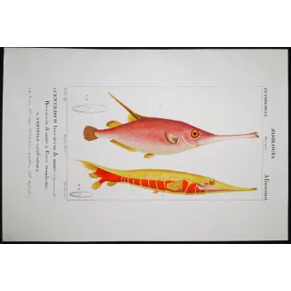 Antique Marine Engraving – Pierre Antoine Prêtre – Snipefish and Pipefish  Centriscus sp.  Engraving by Pierre Antoine Pretre